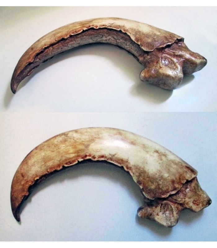 Garra (Espolón) de Smaug El Dragón - El Hobbit